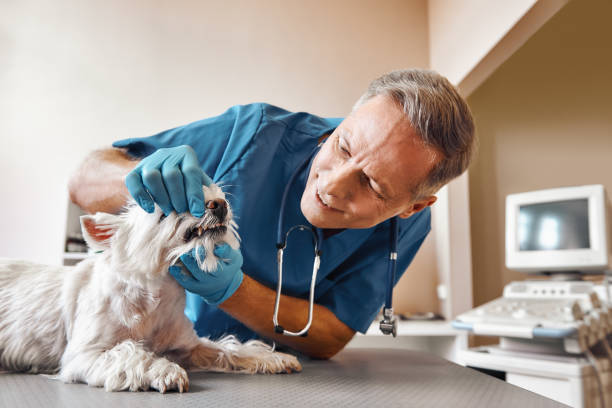 Best Same-Day Emergency Dental Services in Floris, VA